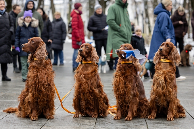 Draugų eitynės Laisvės alėjoje