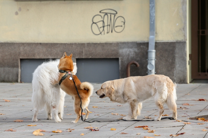 Kauniečių diena (2025-11-04)