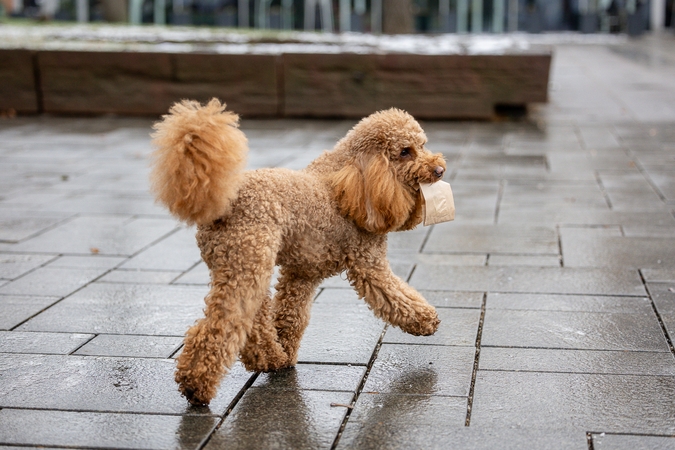 Kauniečių diena (2025-11-24)