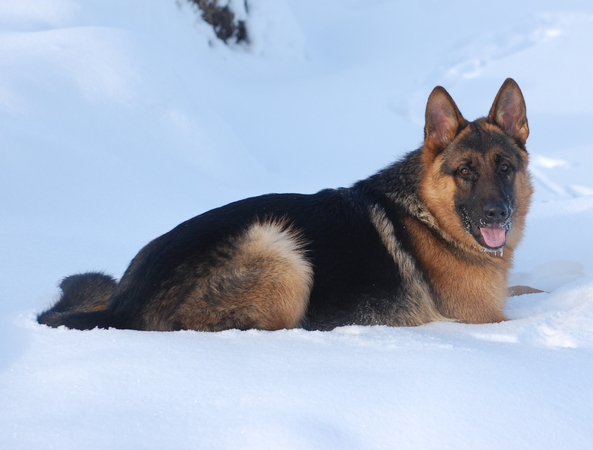 Favoritas: vokiečių aviganiai išliko pačia populiariausia šunų veisle Lietuvoje. 