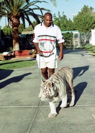 Pirkinys: 1989 m. M. Tysonas juodojoje rinkoje įsigijo ir augino net tris Bengalijos tigrus, kuriuos pavadino itin skambiais vardais – Kenija, Audra ir Badža.