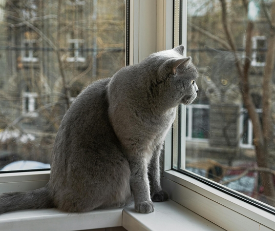 Pavojai: palikus katę vieną namuose ilgam laikui, ji iš nuobodulio gali pradėti imti draskyti baldus, o smalsumo vedama gali kur nors įlįsti ir užstrigti.