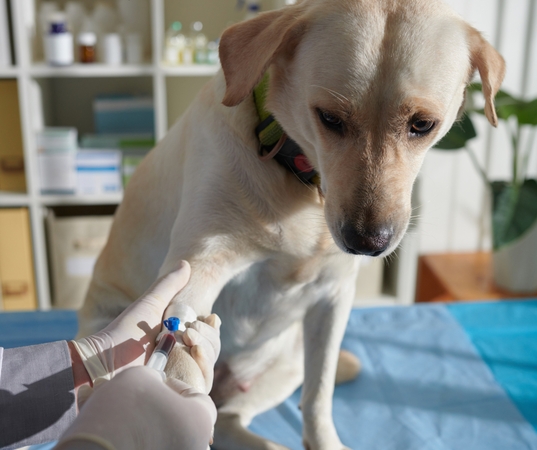 Kriterijai: donorais gali tapti šunys tik tuo atveju, jei jie yra visiškai sveiki, ramaus temperamento ir sveria ne mažiau nei 25 kg. 