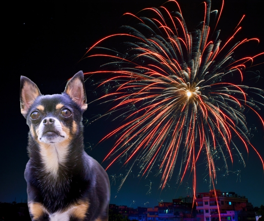 Reakcija: tai, kas žmonėms kelia žavesį, varo didelę baimę gyvūnams, todėl svarbu, kad sutinkant Naujuosius Metus pasirūpintumėte jų gerove.