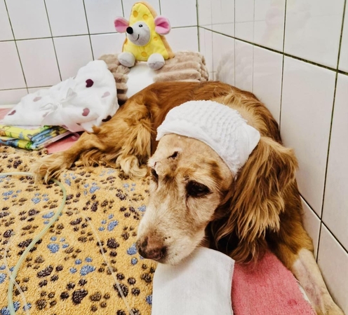 Laukimas: šiuo metu Gausas leidžia dienas pas rūpestingus šeimininkus ir sėkmingai įveikė chemoterapijos kursą. 