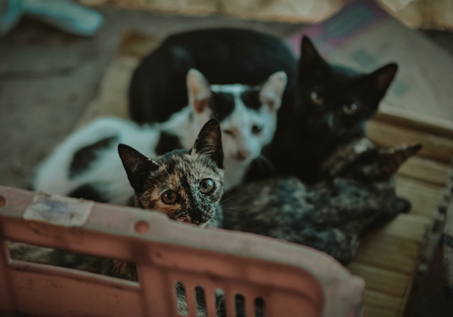 Užkratas: užsikrėtusios katės gali susirgti plaučių uždegimu. 