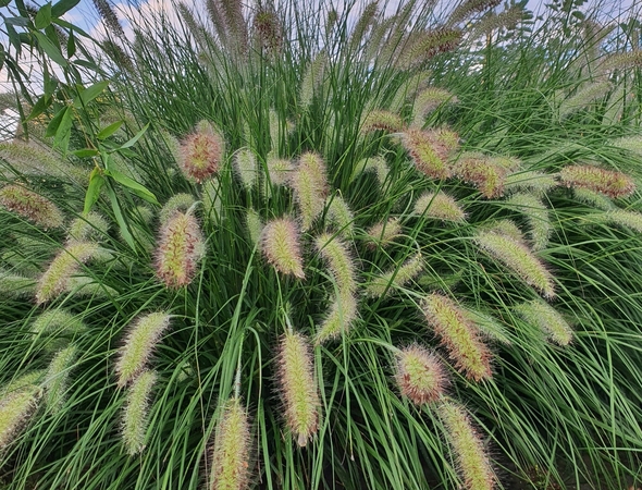 Pavojus: itin dekoratyvios soruolės gali sukelti skaudžių padarinių šunims, katėms, mat jų sėklos gali įlysti po oda. 