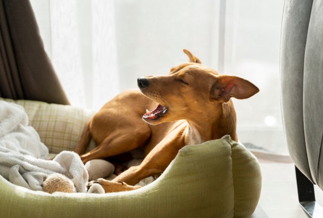 Reakcija: jei šuo staiga ėmė žiaukčioti ir krenkšti, gali būti, kad jis paspringo svetimkūniu. Dėl to svarbu nedelsiant kreiptis į veterinarijos kliniką. 