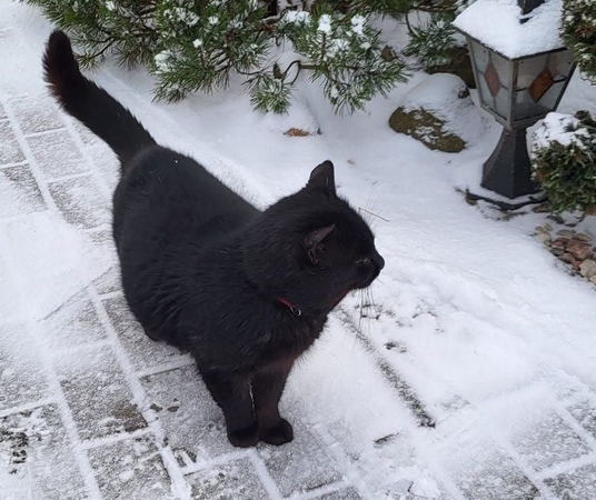 Nepriklausomas: taip savo katiną apibūdino A. Širinskienė pabrėždama, kad dėl šios savybės jis puikiai sugebės susitvarkyti su jam pavesta atsakinga užduotimi. 