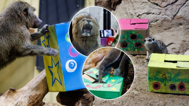 Kalėdos Lietuvos zoologijos sode