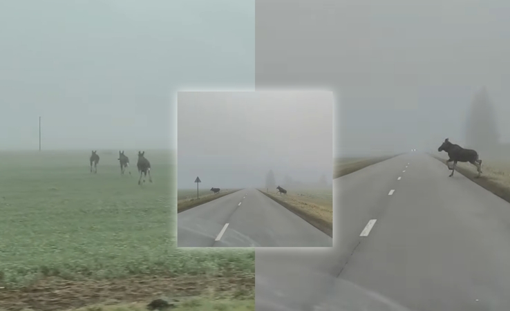 Šilutės rajone užfiksuota kelią kertanti briedžių grupelė