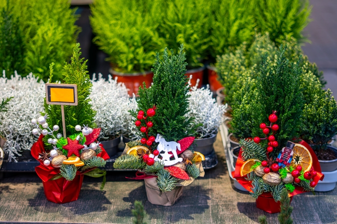 Puskiparisiai: kai namuose ankšta ir eglutės nėra kur pastatyti, gelbėja vazoniniai augalai.