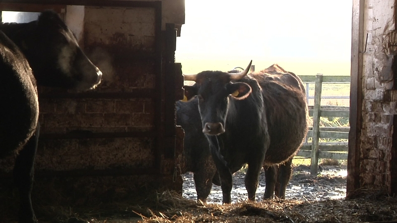 Lietuvos ūkininkai nerimauja: pigesnė mėsa iš Lotynų Amerikos gali užtvindyti rinką