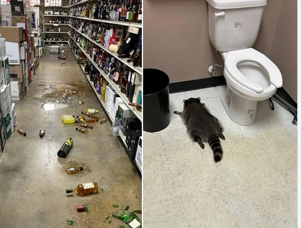 JAV meškėnas įsigavo į alkoholio parduotuvę ir prisigėrė iki sąmonės netekimo