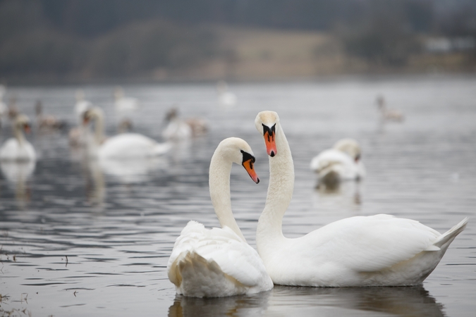 Laukinių gyvūnų globos centras šiemet suteikė pagalbą virš 2,5 tūkst. sužeistų gyvūnų