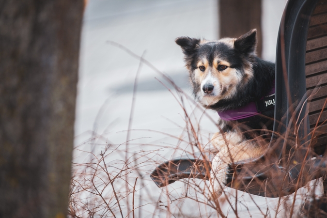 Išmeta: dalis žmonių augintinių atsisako tarsi nereikalingų daiktų.
