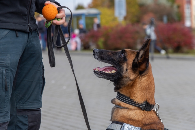 Pavojinga: Domeikavoje belgų aviganis ne pirmą kartą užpuola praeivius.