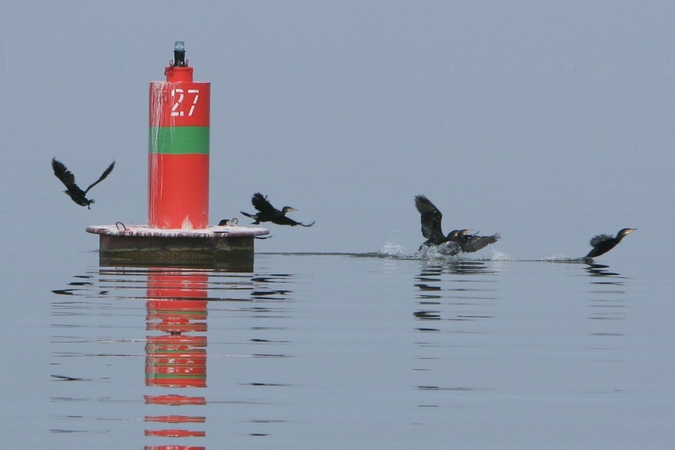 Populiacija: Plocio rezervate apsigyvenusių kormoranų skaičius šiek tiek didėja, tačiau aplinkosaugininkams tai nekelia rūpesčių.