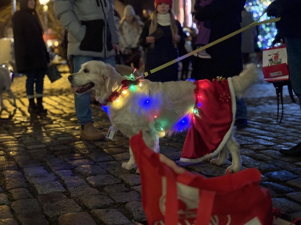 Sumanumas: šeimininkai savo keturkojus papuošė ir šventinėmis girliandomis.
