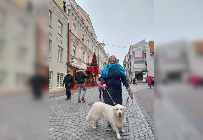 Kūrybinius pasivaikščiojimus V. Venckutonytė veda kartu su auksaspalve retrivere Šiaure.