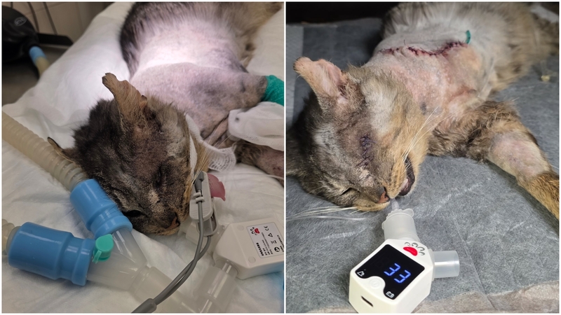 Katinėlio Elvio istorija veria širdį: sužalotas šūviais ir paliktas likimo valiai