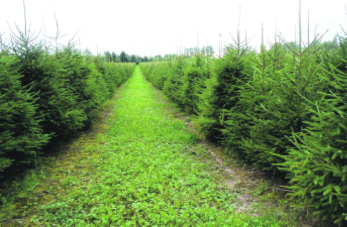 Gausa: D. Pranciulio eglučių ūkis užima apie 100 ha, juose auginama apie 600 tūkst. kalėdinių medelių.