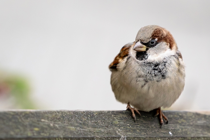 Kauniečių diena (2025-12-08)
