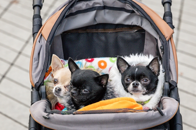 Kauniečių diena (2025-12-12)