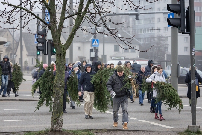 Eglių šakų dalijimo akcija Kaune