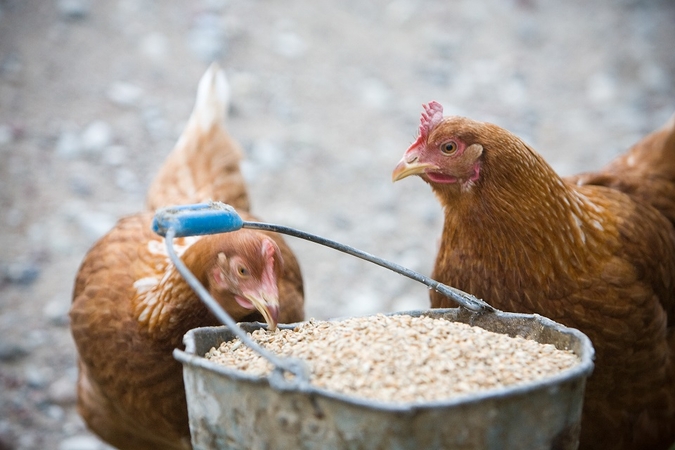 „Sūduvos ūkyje“ – dar vienas paukščių gripo protrūkis