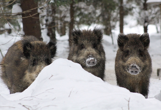 Gamta: miško gyvūnai sugeba išgyventi ir šalčiausią žiemą.
