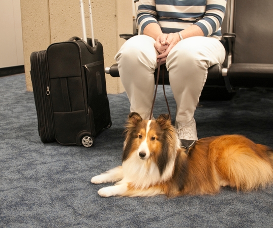 Taisyklė: viešuoju transportu keliaujant su augintiniu svarbu nepamiršti, kad keturkojis negali užimti laisvos keleivio vietos. 
