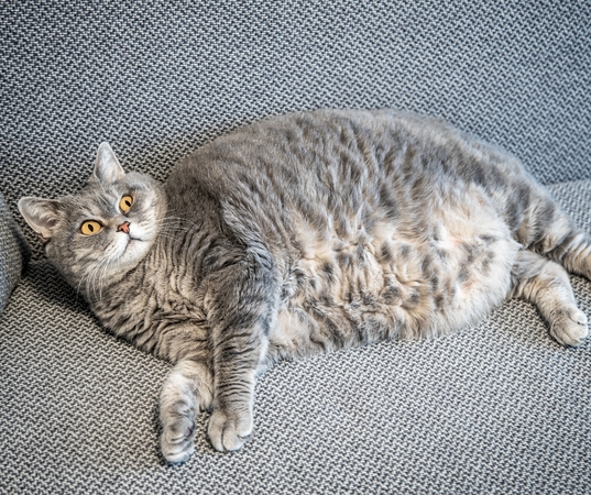 Antsvoris: jis padidina kelio raiščių traumų, artrito ir nugaros problemų riziką. 