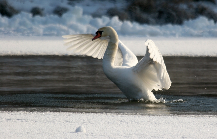 Skirvytės upėje – gelbėjimo operacija