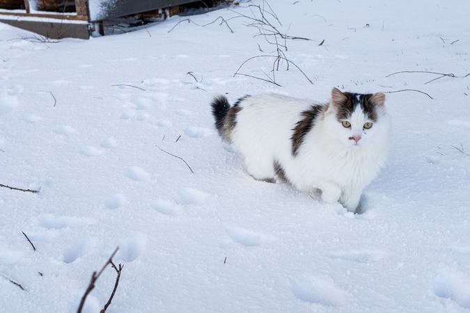Sinoptikai: pirmoji Naujųjų naktis Lietuvoje buvo šalčiausia per beveik dvejus metus