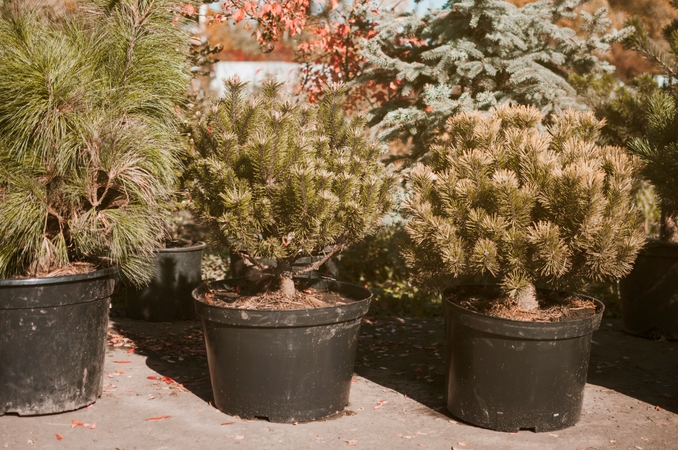 Vieta: po švenčių išsaugotas eglutes galima sodinti ne bet kur, o tik savo nuosavoje valdoje. Kitu atveju reikalingas savivaldybės arba privačios valdos savininko leidimas.