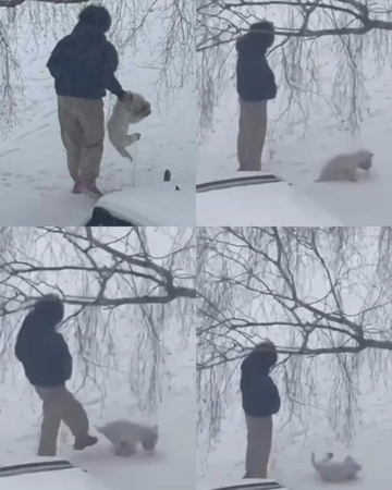 Dėl Kaune skriausto šuniuko – žinia iš policijos