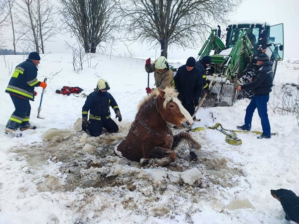 Neeilinė gelbėjimo operacija: Plungėje iš eketės teko traukti arklį