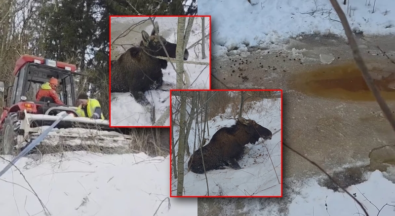Neeilinė gelbėjimo operacija: medžiotojai išgelbėjo nelaimėje atsidūrusį briedį