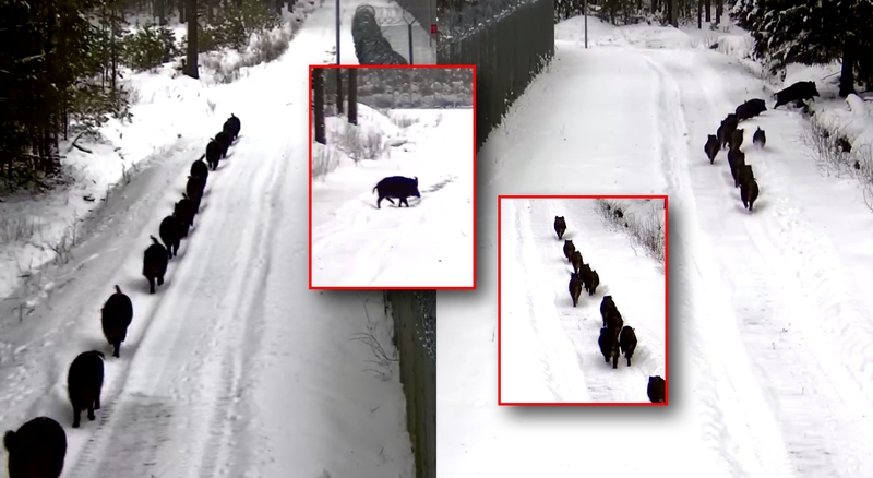 Kabelių užkardos pasieniečiai Varėnos rajone užfiksavo 12-os šernų šeimyną.