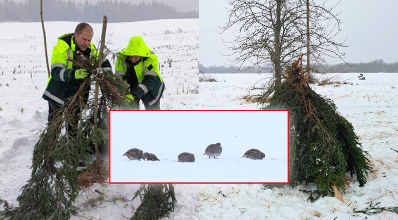 Kurapkų slėptuvė