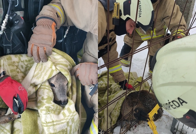 Klaipėdoje – gelbėjimo operacija: pagalbos prireikė tvoroje įstrigusiai stirnai