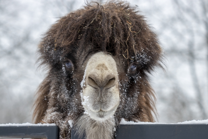 Kitaip: kupranugariui, pietininiam gepardui sniegas – neįprasta aplinka.