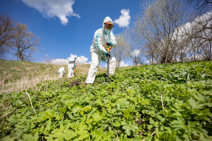 Invazinės rūšys Vilniuje bus naikinamos ir privačiuose sklypuose: ką svarbu žinoti savininkams?