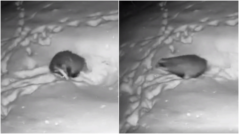 Barsukas iš urvo išlindo anksčiau: ar jau kvepia pavasariu?