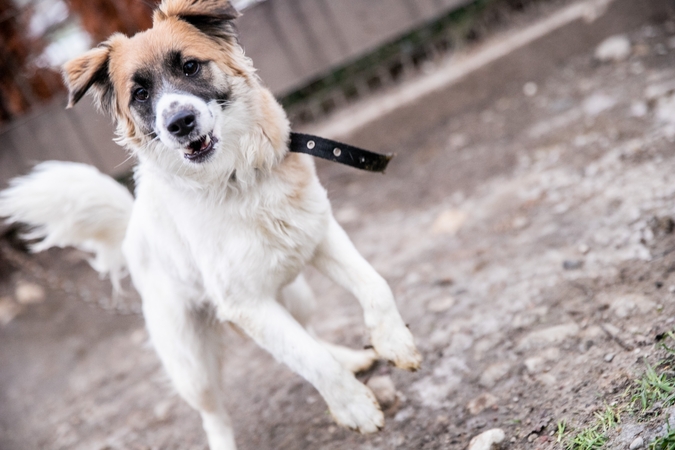 Radybos: gyvūnų prieglaudas šiemet užplūdo pasiklydusių ir pabėgusių augintinių būrys.