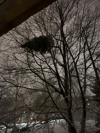 Netvarka: pro daugiabučio langą išmesta eglė nukrito ne ant žemės, o pakibo medyje – vaizdas nustebino klaipėdiečius.