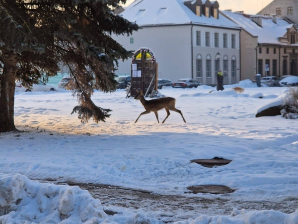 Akimirka: stirna ankstų rytą ramiai vaikščiojo Klaipėdos Šv. Jono bažnyčios atstatymo vietos erdvėse.