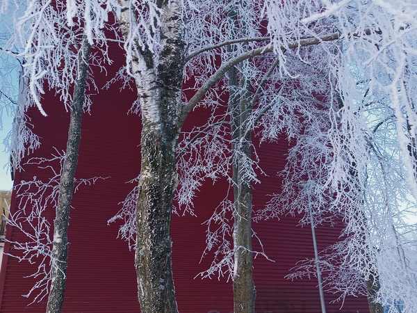 Šerkšnas: gamta pastarosiomis dienomis suteikia progų pasigrožėti ypatingais vaizdais.