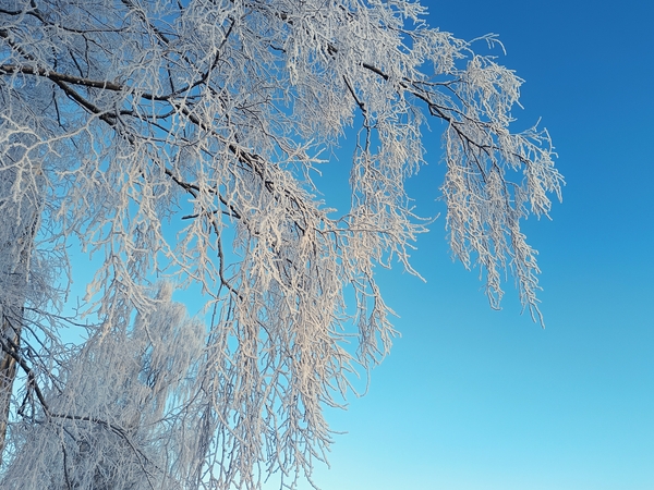 Šerkšnas: kol karaliauja žiema, galima tikėtis neįtikėtinai gražių vaizdų.